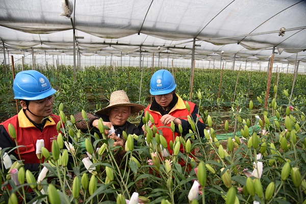 國網(wǎng)海寧市供電公司：優(yōu)質服務暖花農(nóng) 助力特色產(chǎn)業(yè)發(fā)展